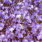 Lobelia Fountain Sereis Blue Annual Seeds USA Seller