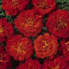 Marigold Seeds French Aurora Red Annual Seeds USA Seller