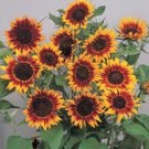 Helianthus Sunflower Ring Of Fire Annual Seeds USA Seller