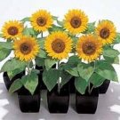 Helianthus Sunflower Big Smile Annual Seeds USA Seller