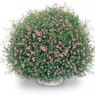 Gypsophila Gypsy Pink Annual Seeds USA Seller