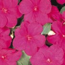 Impatiens Accent Series Lilac Annual Seeds USA Seller