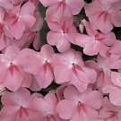 Impatiens Accent Series Coral Annual Seeds USA Seller