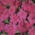 Impatiens Accent Series Carmine Annual Seeds USA Seller