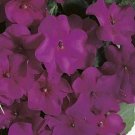 Impatiens Accent Series Violet Annual Seeds USA Seller