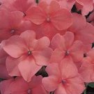 Impatiens Accent Series Salmon Annual Seeds USA Seller