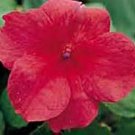 Impatiens Accent Series Orange Annual Seeds USA Seller