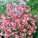 Diascia Queen Asca Series Pink Annual Seeds USA Seller