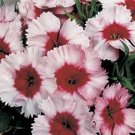 Dianthus Parfait Super Strawberry Annual Seeds USA Seller