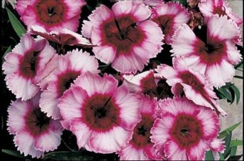 Dianthus Parfait Super Raspberry Annual Seeds USA Seller
