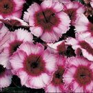 Dianthus Parfait Super Raspberry Annual Seeds USA Seller