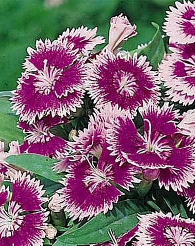 Dianthus Ideal Series Violet Picotee Annual Seeds USA Seller