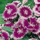 Dianthus Ideal Series Violet Picotee Annual Seeds USA Seller