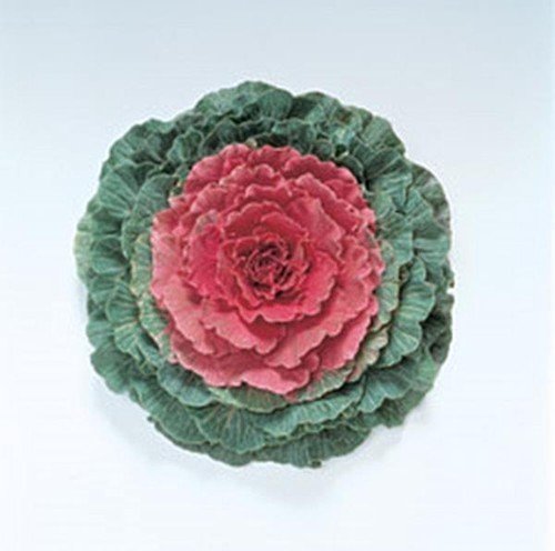 Flowering Cabbage Pigeon Series Red Annual Seeds USA Seller