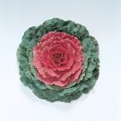Flowering Cabbage Pigeon Series Red Annual Seeds USA Seller