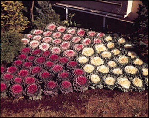 Flowering Cabbage Osaka Series Mix Annual Seeds USA Seller