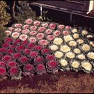 Flowering Cabbage Osaka Series Mix Annual Seeds USA Seller