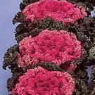 Flowering Kale Nagoya Series Rose Annual Seeds USA Seller