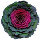 Flowering Cabbage Pigeon Series Purple Annual Seeds USA Seller