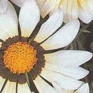 Gazania Daybreak Series White Annual Seeds USA Seller