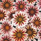 Gazania Daybreak Series Rose Stripe Annual Seeds USA Seller