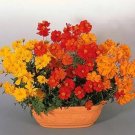 Cosmos Cosmic Series Mix Annual Seeds USA Seller