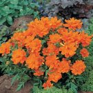 Cosmos Cosmic Series Orange Annual Seeds USA Seller