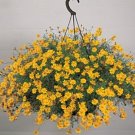 Dahlberg Daisy Shooting Star Annual Seeds USA Seller