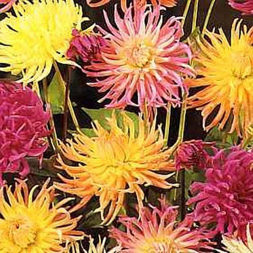 Dahlia Cactus Flowered Hybrids Annual Seeds USA Seller