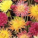 Dahlia Cactus Flowered Hybrids Annual Seeds USA Seller