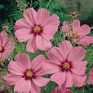 Cosmos Sensation Series Crimson Halo Annual Seeds USA Seller