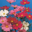 Cosmos Sensation Series Mix Annual Seeds USA Seller