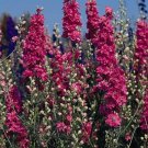 Delphinium Larkspur Qis Series Carmine Annual Seeds USA Seller