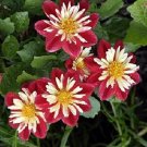 Dahlia Harlequin Mix Annual Seeds USA Seller