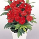 Dianthus Diamond Series Scarlet Annual Seeds USA Seller