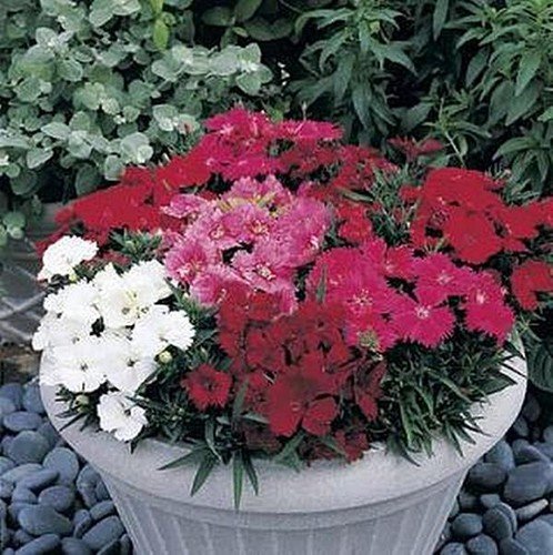 Dianthus Charms Series Magic Mix Annual Seeds USA Seller