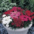 Dianthus Charms Series Magic Mix Annual Seeds USA Seller