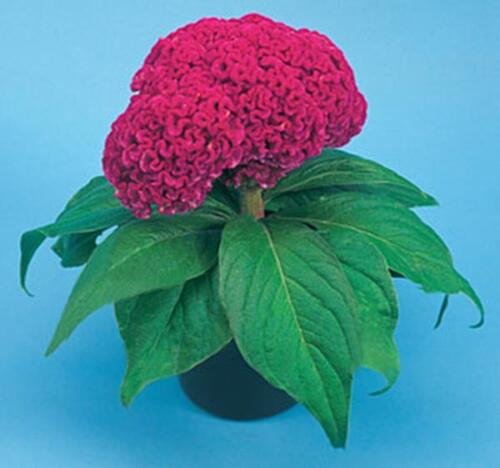 Celosia Amigo Series Neon Rose Annual Seeds USA Seller