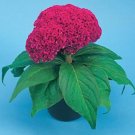 Celosia Amigo Series Neon Rose Annual Seeds USA Seller
