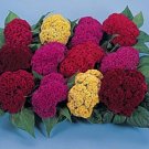 Celosia Amigo Series Mix Annual Seeds USA Seller