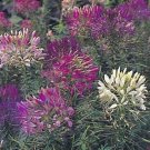 Cleome Sparkler Series Mix Annual Seeds USA Seller