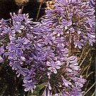 Agapanthus Africanus Queen Ann Perennial Seeds USA Seller