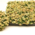Alyssum Aphrodite Series Apricot Annual Seeds USA Seller