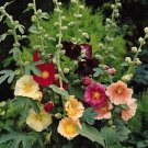 Alcea Ficifolia Single Mix Perennial Seeds USA Seller