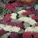 Alyssum Wonderland Series Mix Annual Seeds USA Seller
