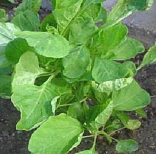Amaranth Chinese Spinach Round Green Leaf Vegetable Seeds USA Seller
