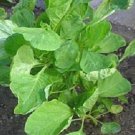 Amaranth Chinese Spinach Round Green Leaf Vegetable Seeds USA Seller