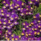Viola Cornuta King Henry Perennial Seeds USA Seller