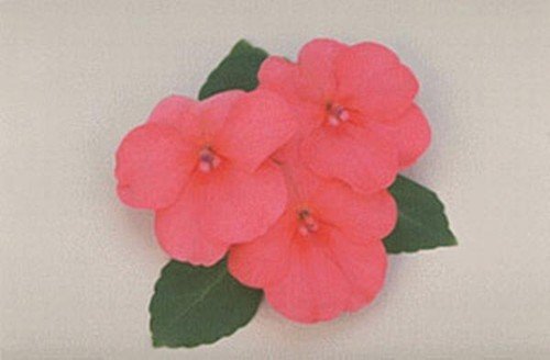 Impatiens Super Elfin Series Salmon Seeds USA Seller