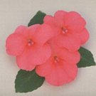 Impatiens Super Elfin Series Salmon Seeds USA Seller